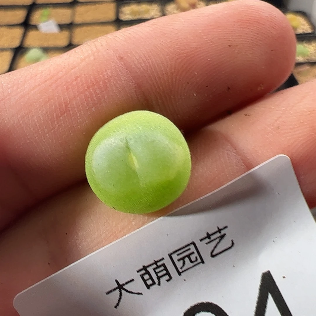 0000904 一物一拍……