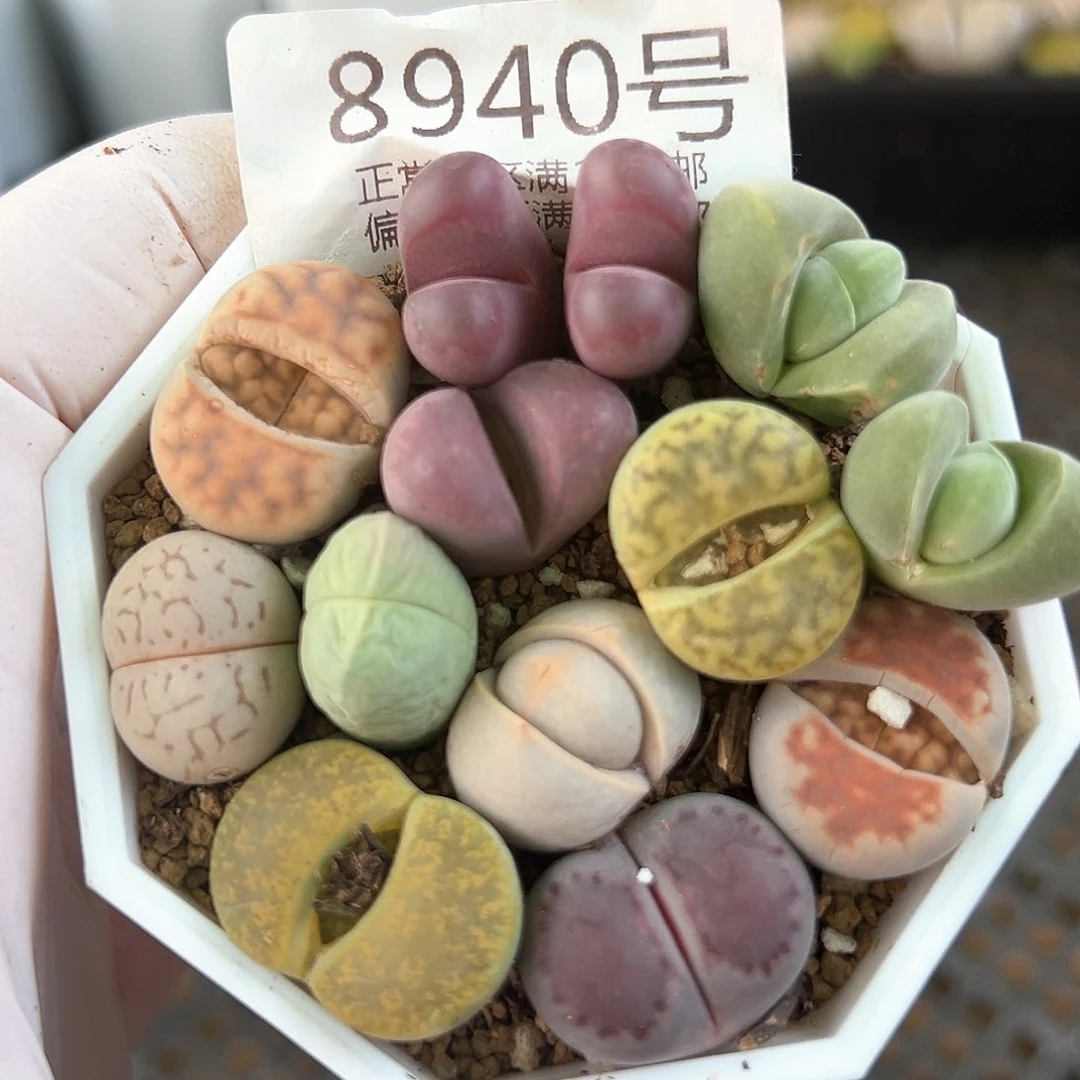 好养易活生石花大母本8940