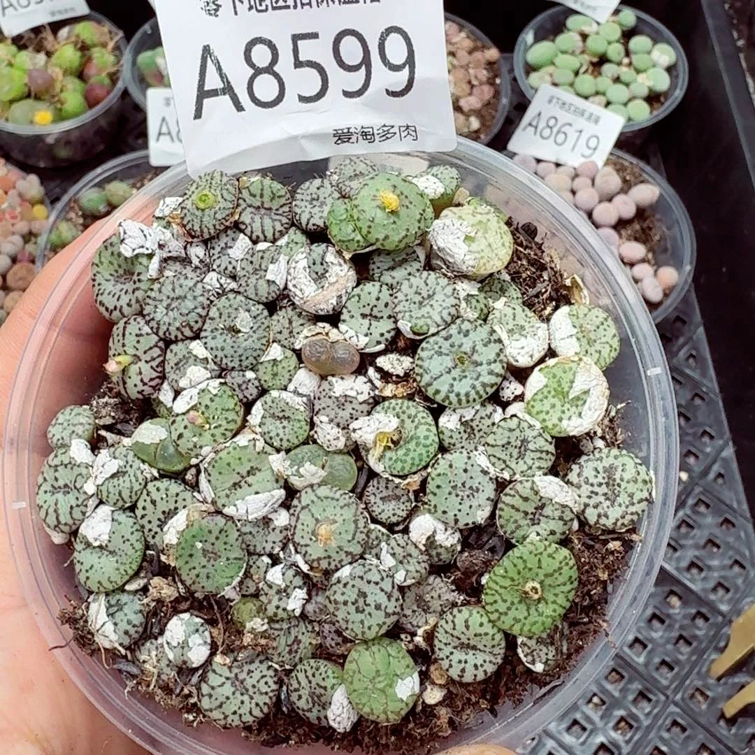 8599––零下地区需拍保温箱