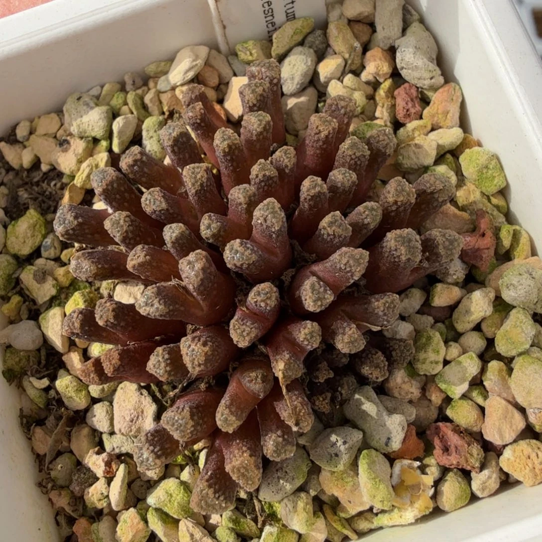 11-25-c4 红火柴头大群