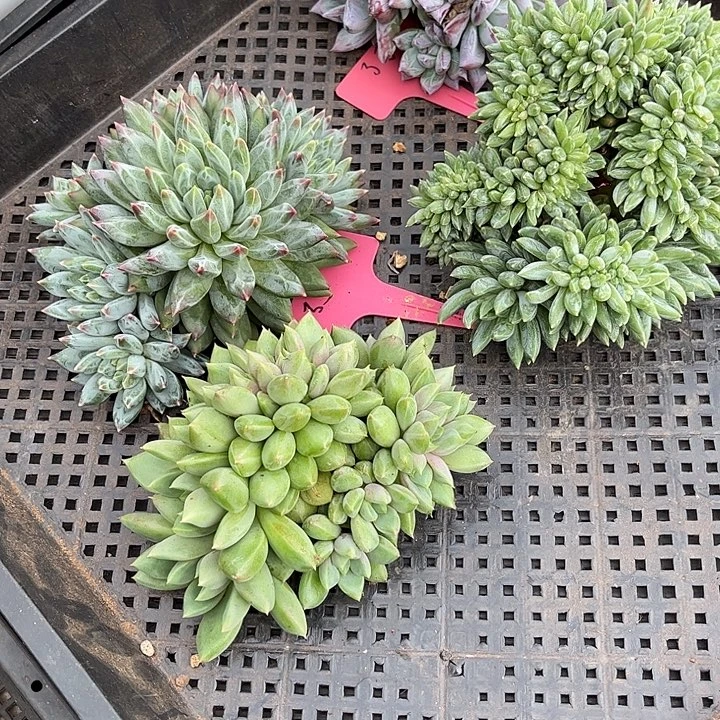 了***了多肉植物一物一拍