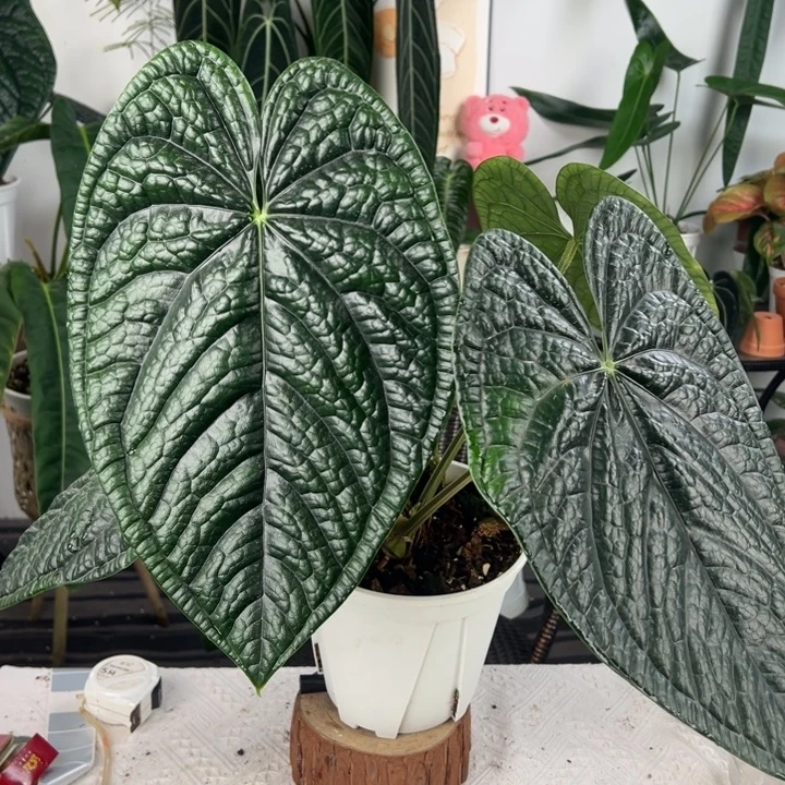 不开花植物南美原桩黑奢