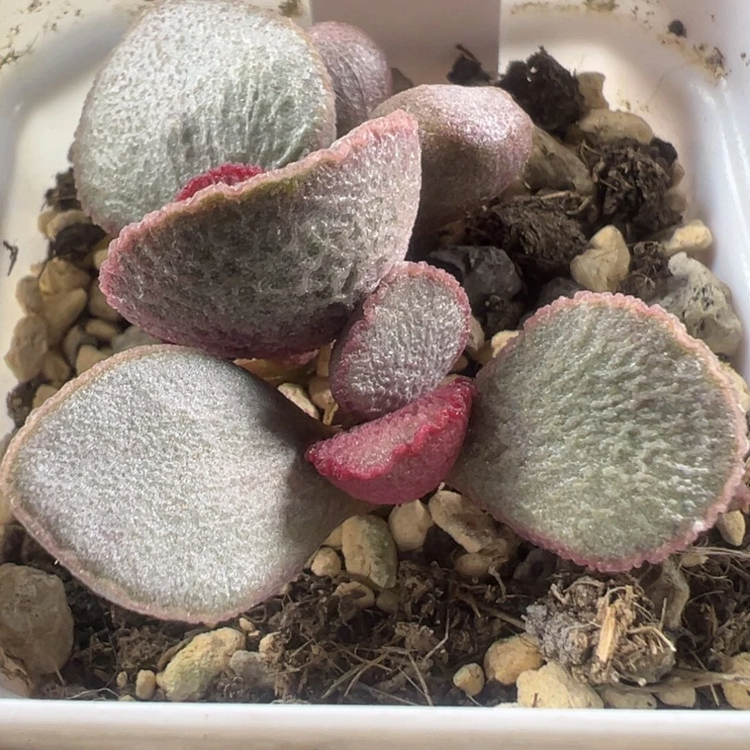 红边实生老桩多头多肉植物84