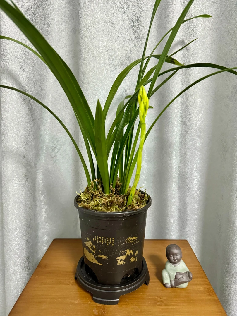 蕙兰黄金小神童素心黄花带花苞