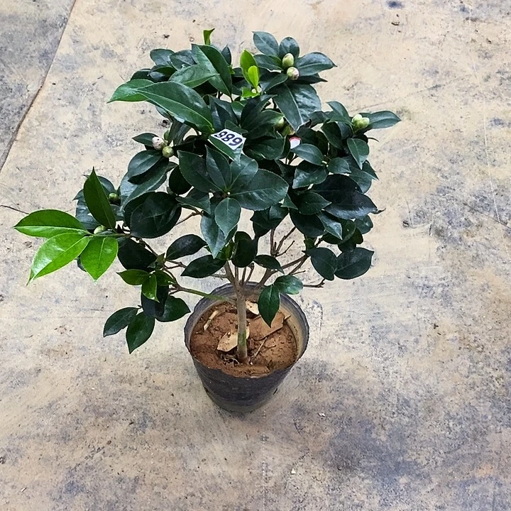 多色喷。      889。