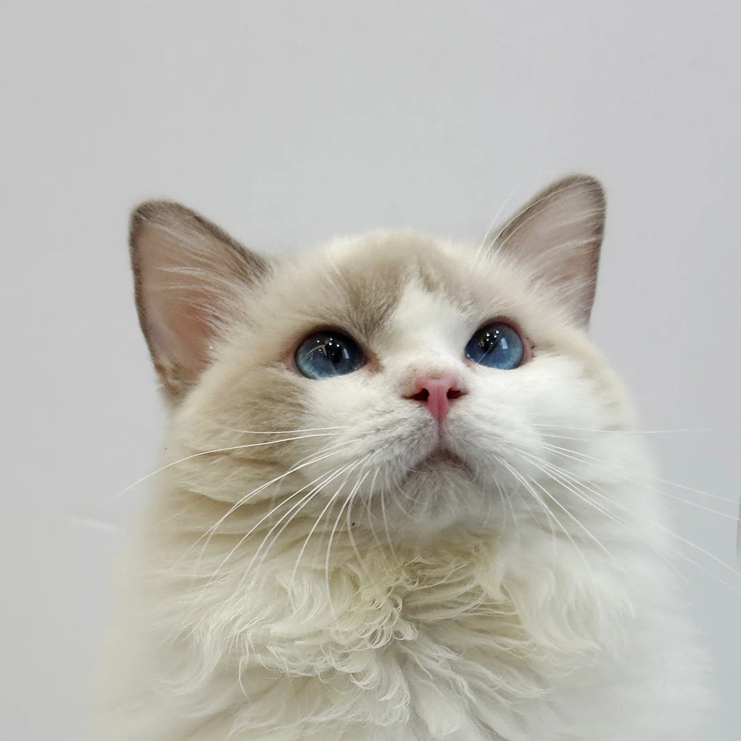 来了姊妹-蓝双布偶猫-弟弟-06