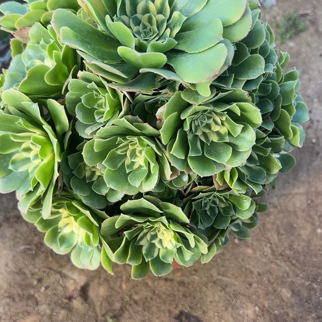 12.6-43新尼亚多肉植物