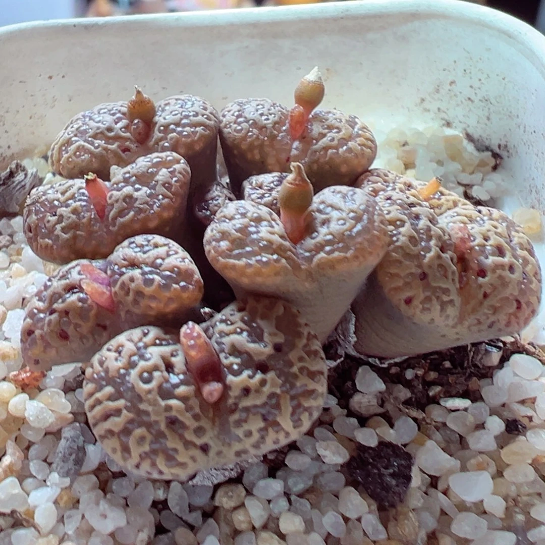 103-343多肉多肉鱼子酱泡