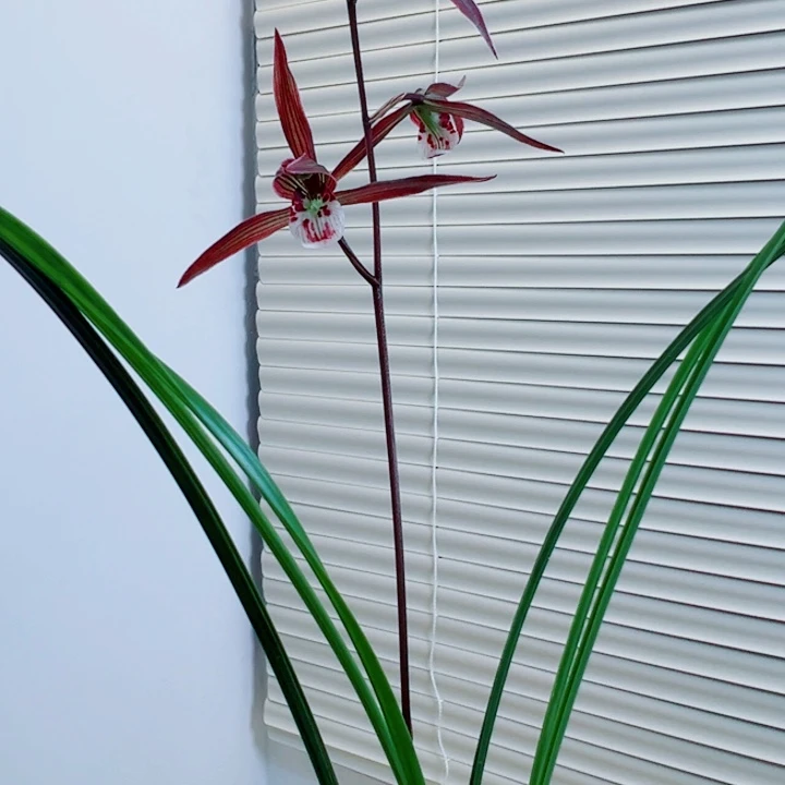 菩***下完全开放一物一拍