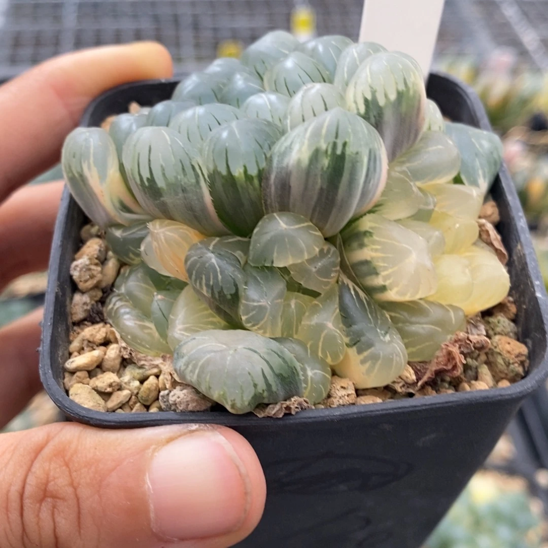 517号实生玉露锦湖水糊斑