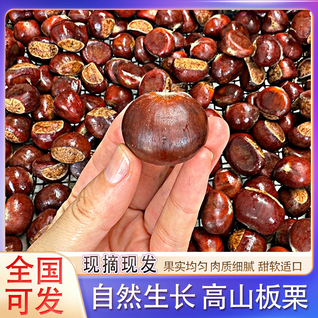 广西高山板栗油板栗超大果自然成熟