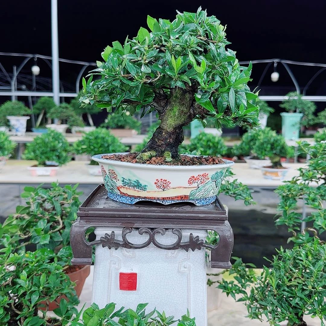 皇***座一寸法师栀子花带手绘盆