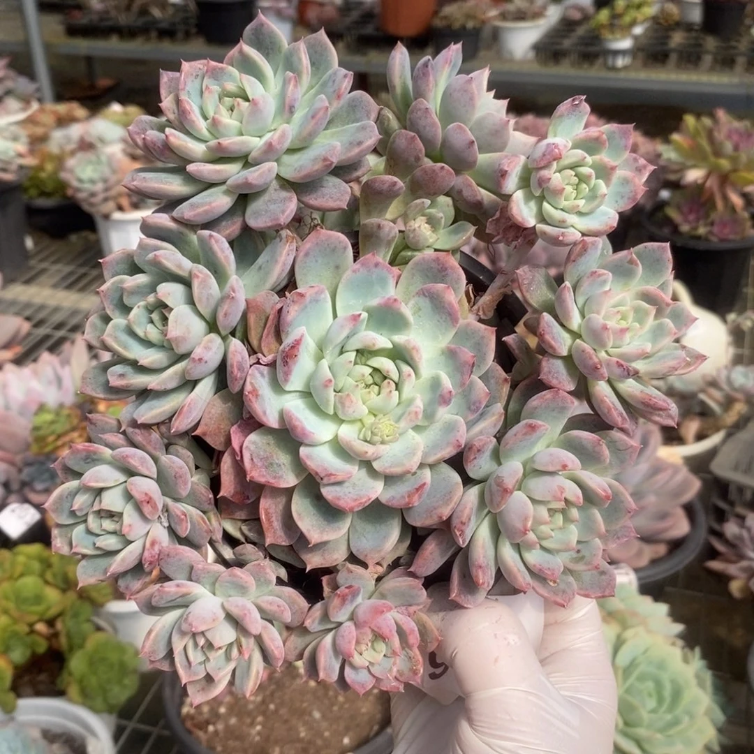 1016霜花多头一物一拍
