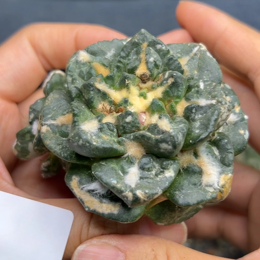 787 仙人球的比赛有根