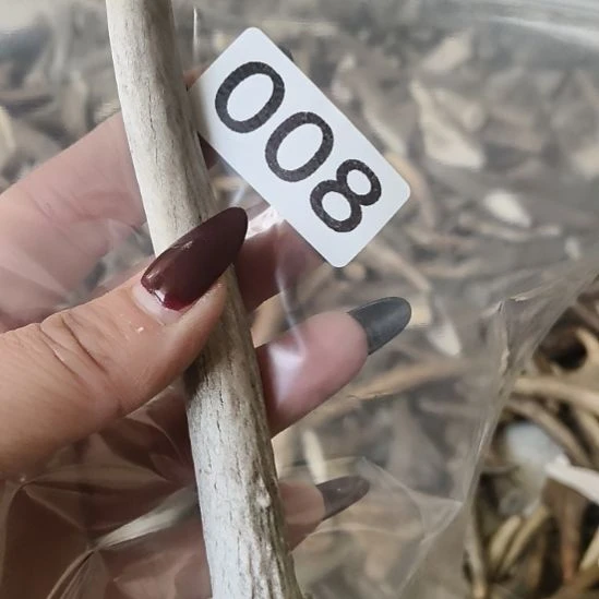 x***x鹿角鹿角鹿角鹿角鹿角鹿角