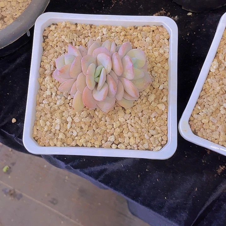瑶****?奶茶多肉美美哒的