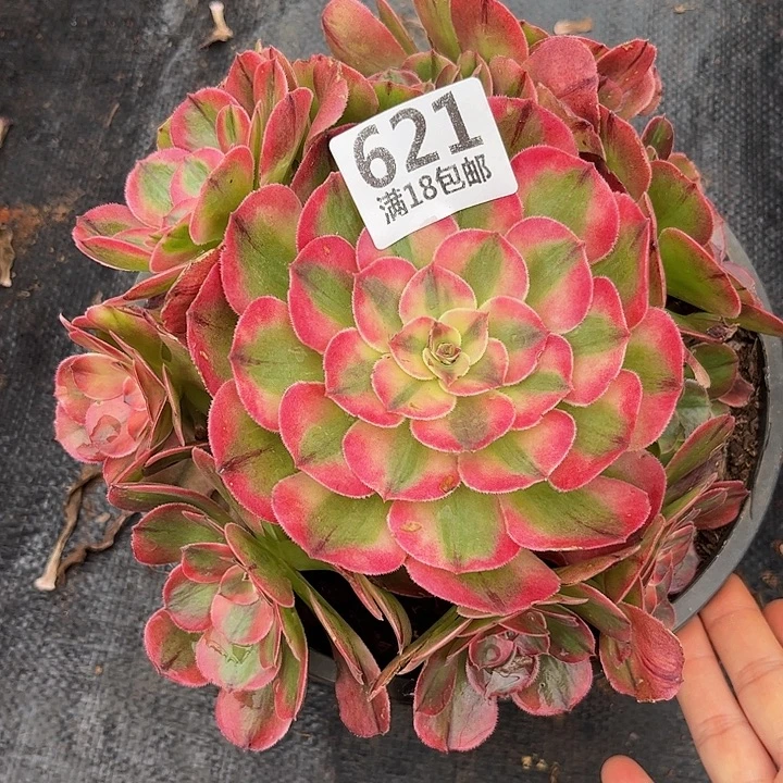 621荔枝朵朵无根发货