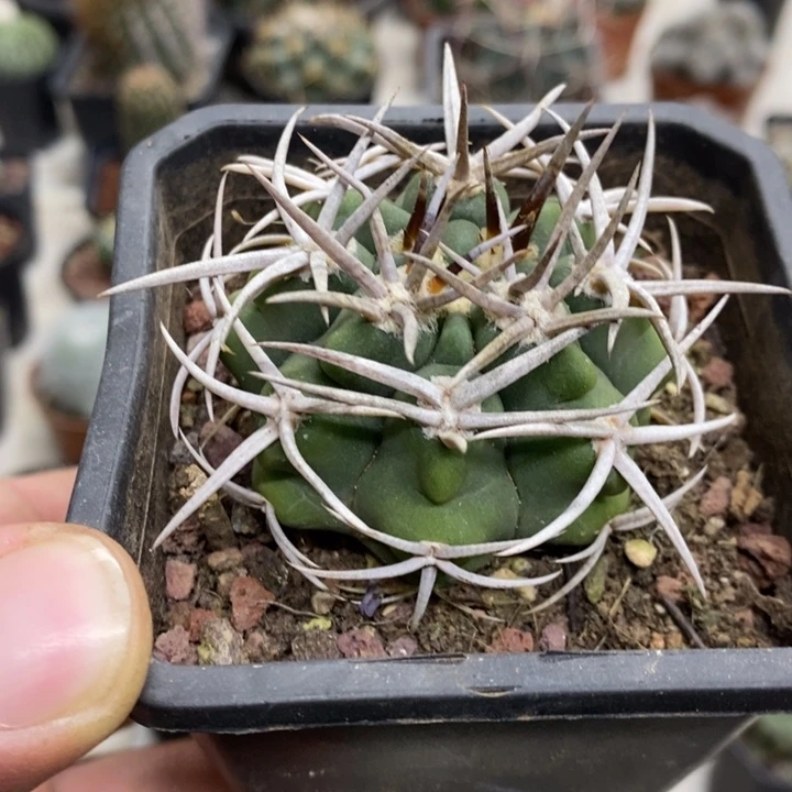 实生碧岩玉特价福利