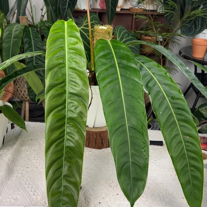 完全开放原种上柱pp叶长54