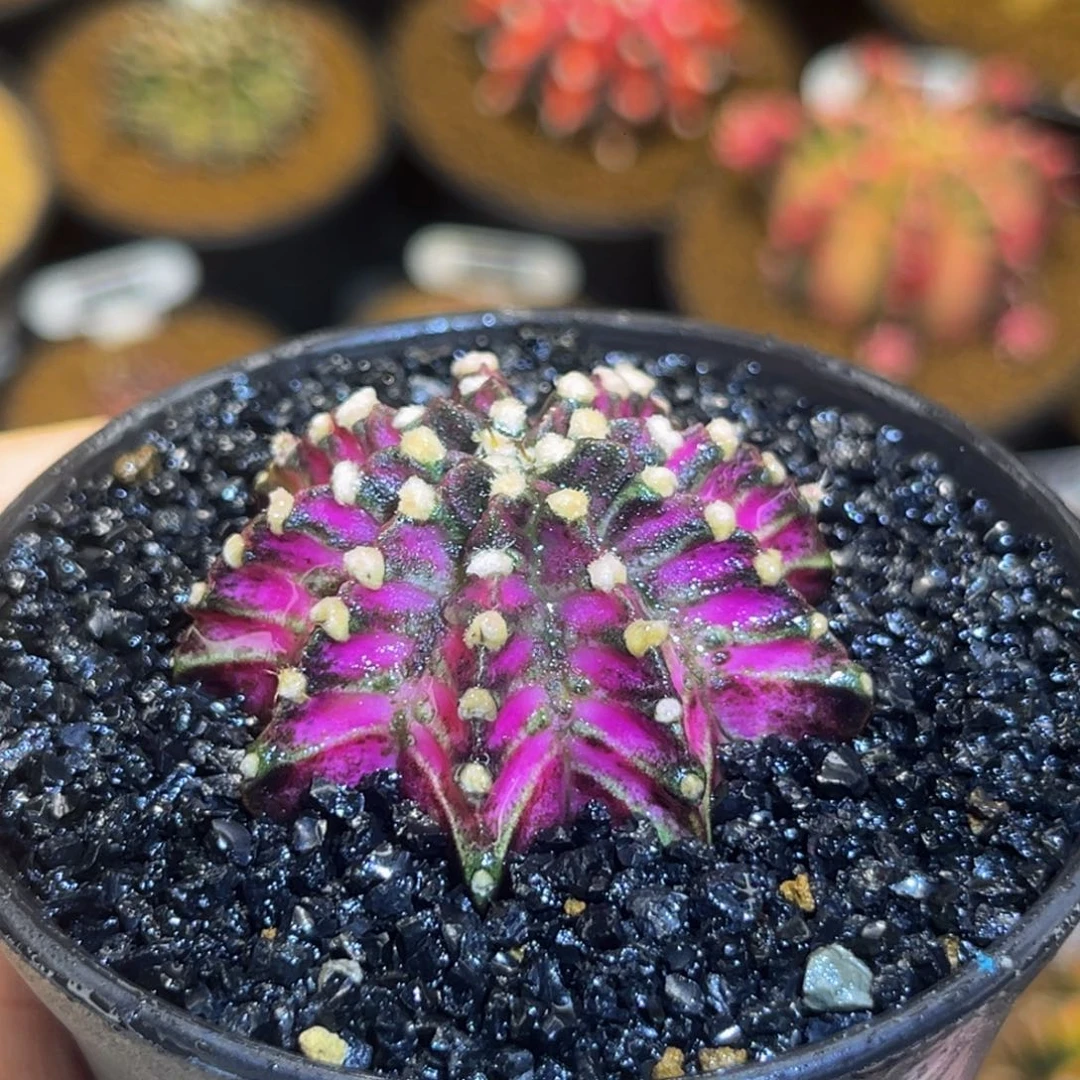 紫罗兰 米哈仙人球