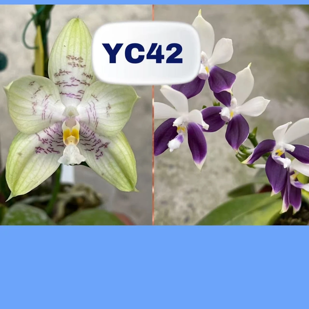 2.5寸 YC42 繁花交雅风GG-抽花梗 趣味兰