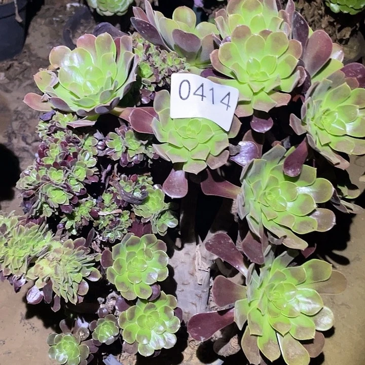 卢*芳多肉植物法师不包断枝414欧姿缀