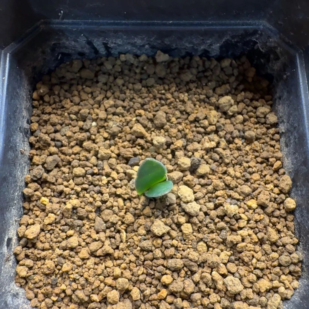 腊叶灯台百合388仙人掌