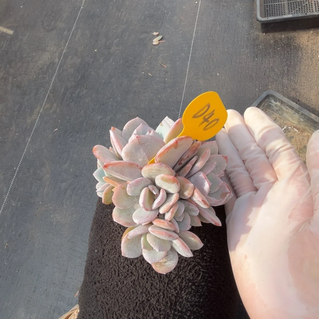 d40奶茶群生无砍的