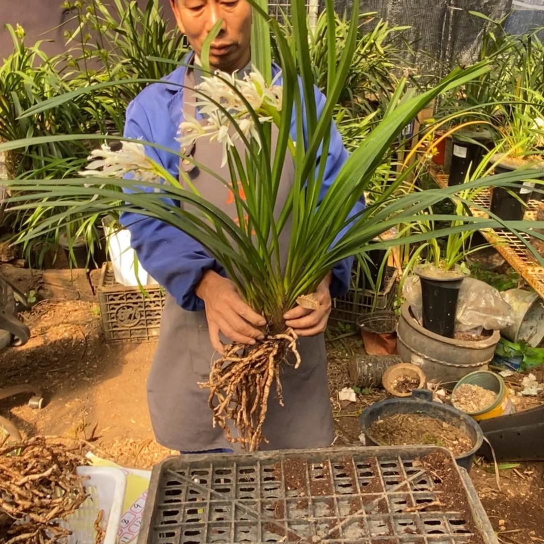 完全开放棕根大雪兰