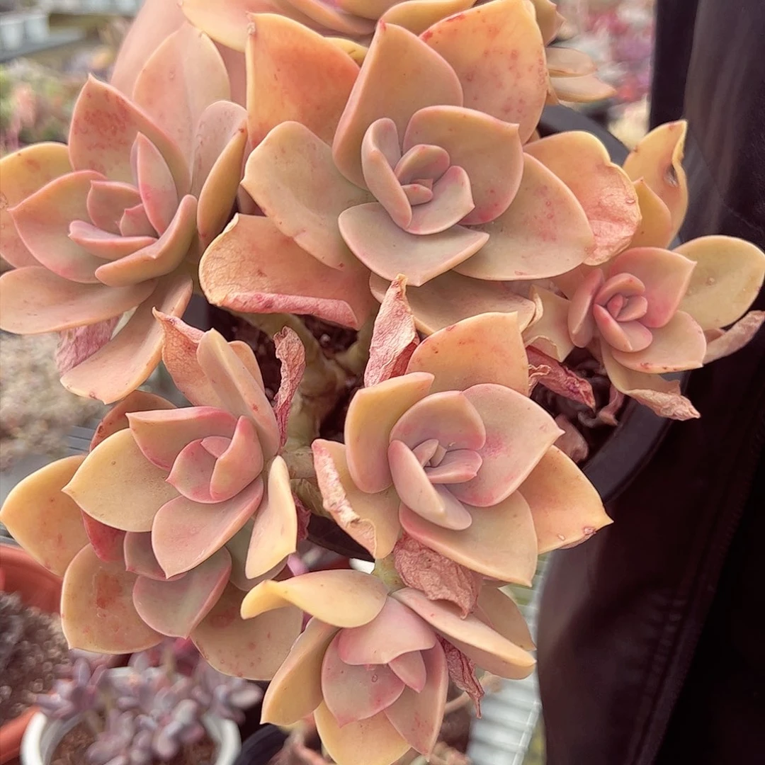 贺氏多头超大盆多肉