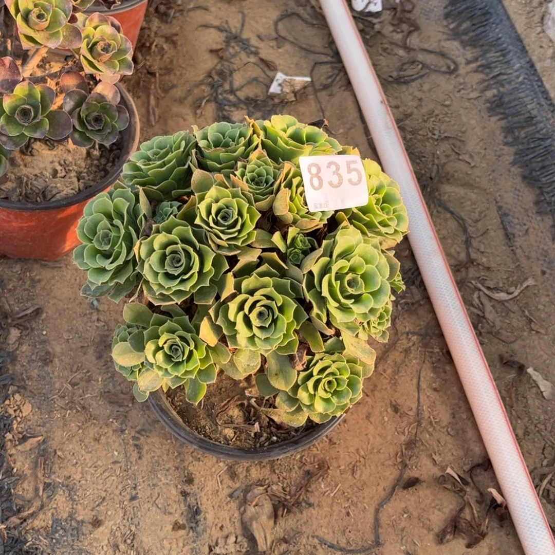 绿杨蓉835不包断枝