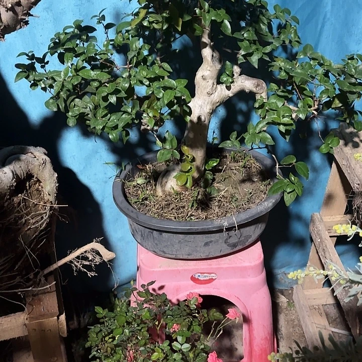 安***成无花朵哈哈哈哈哈