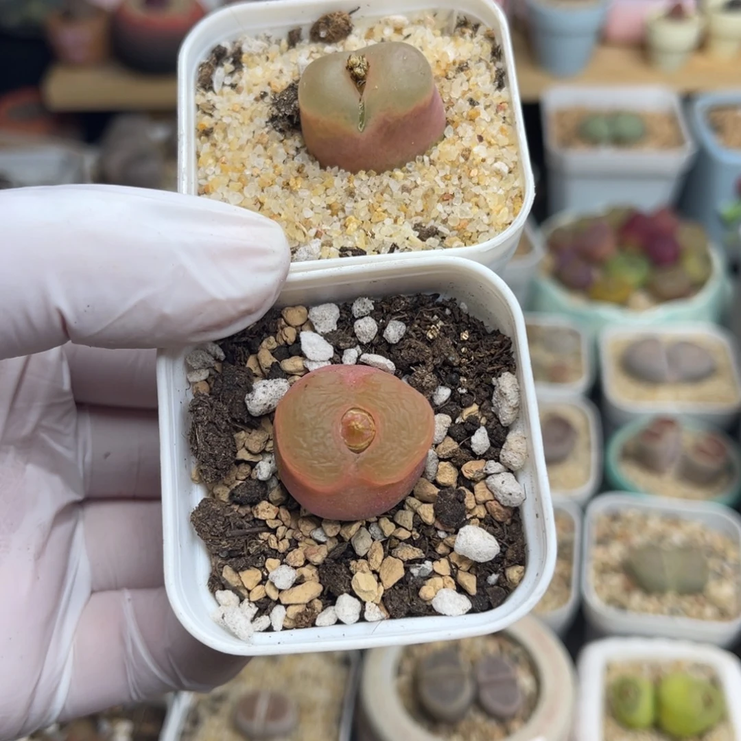 多肉植物一物一拍114