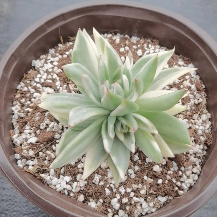 虎鲸超白锦三花脸