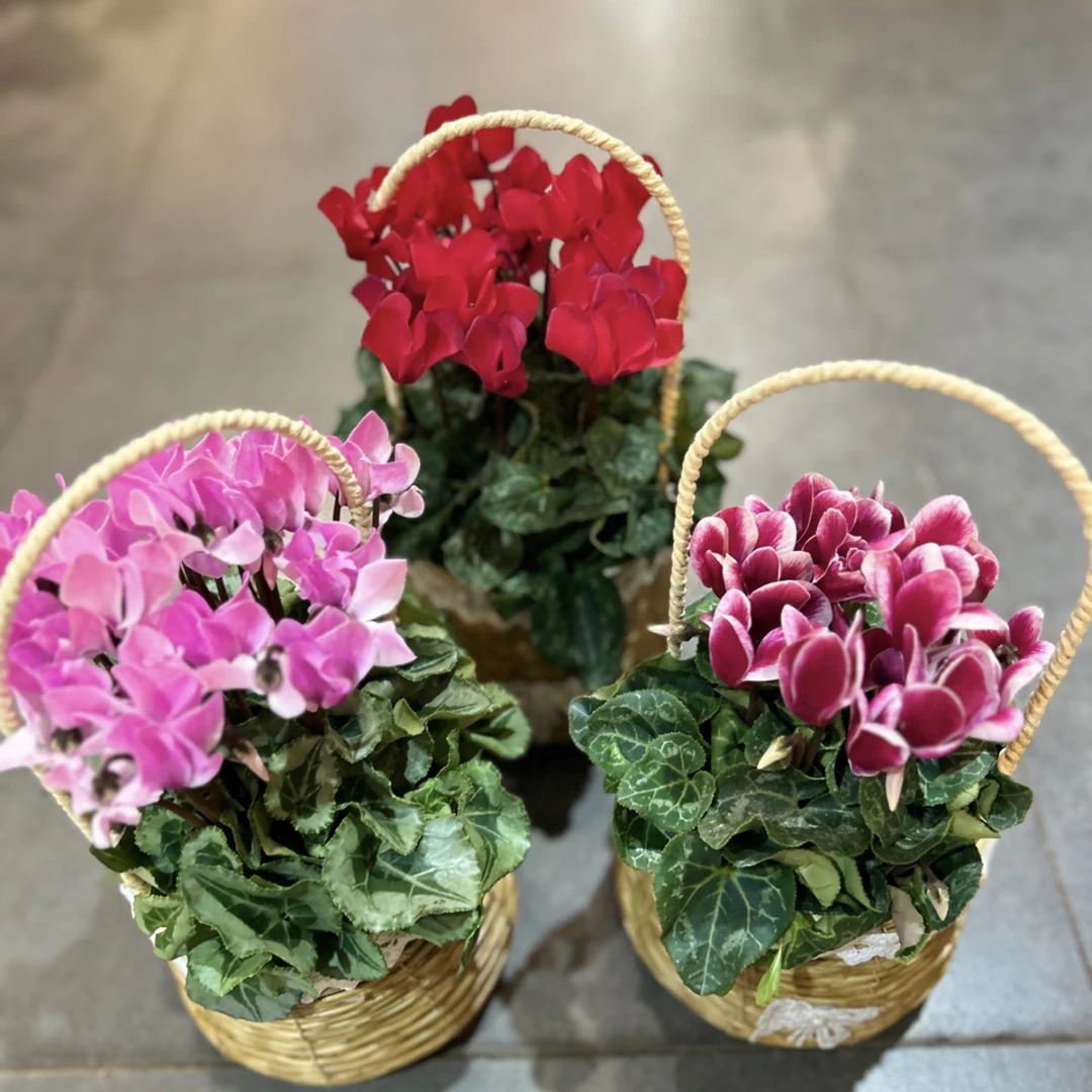 【混色仙客来】性价比款！仙客来好看好养四季开花耐寒稀有款