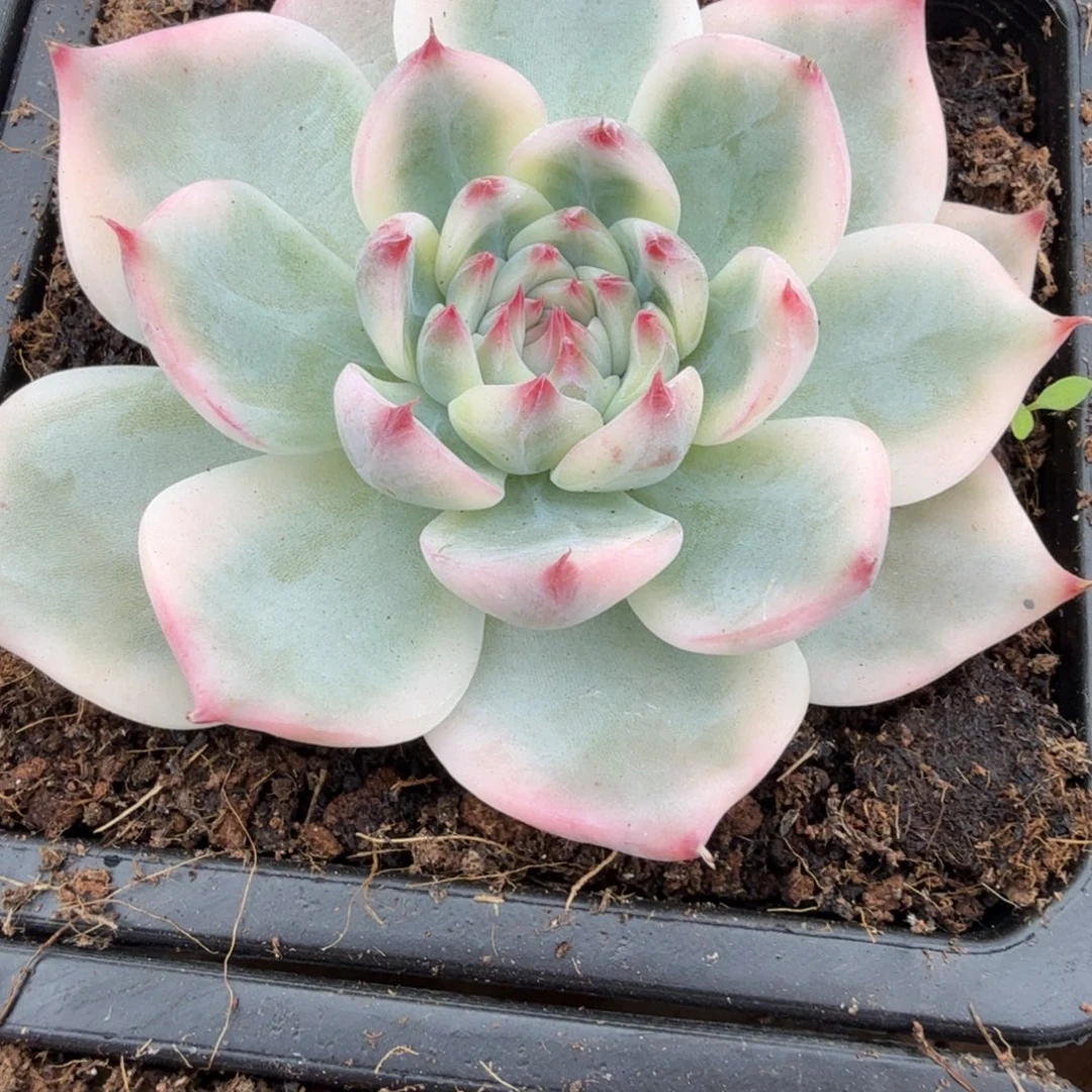 吉娃娃锦多肉锦植物
