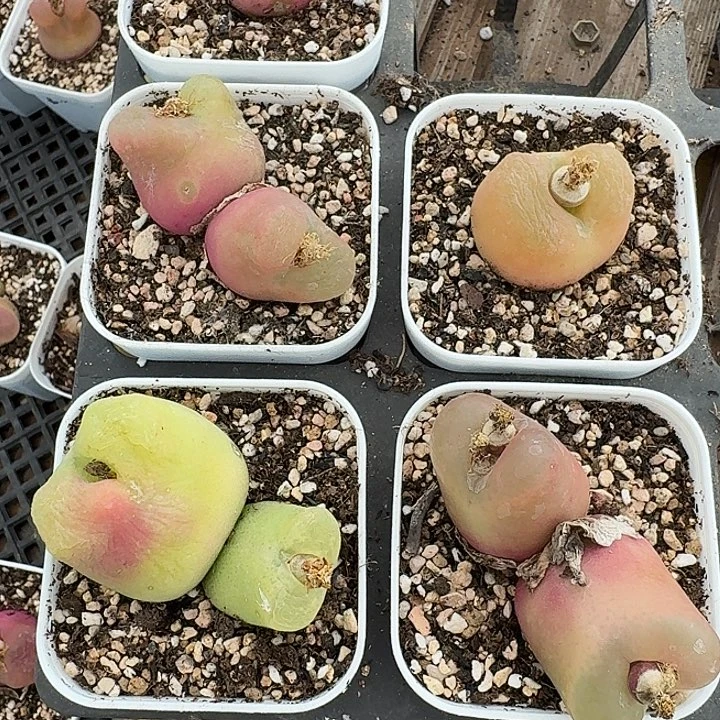 兔****老马生石花毛毛555