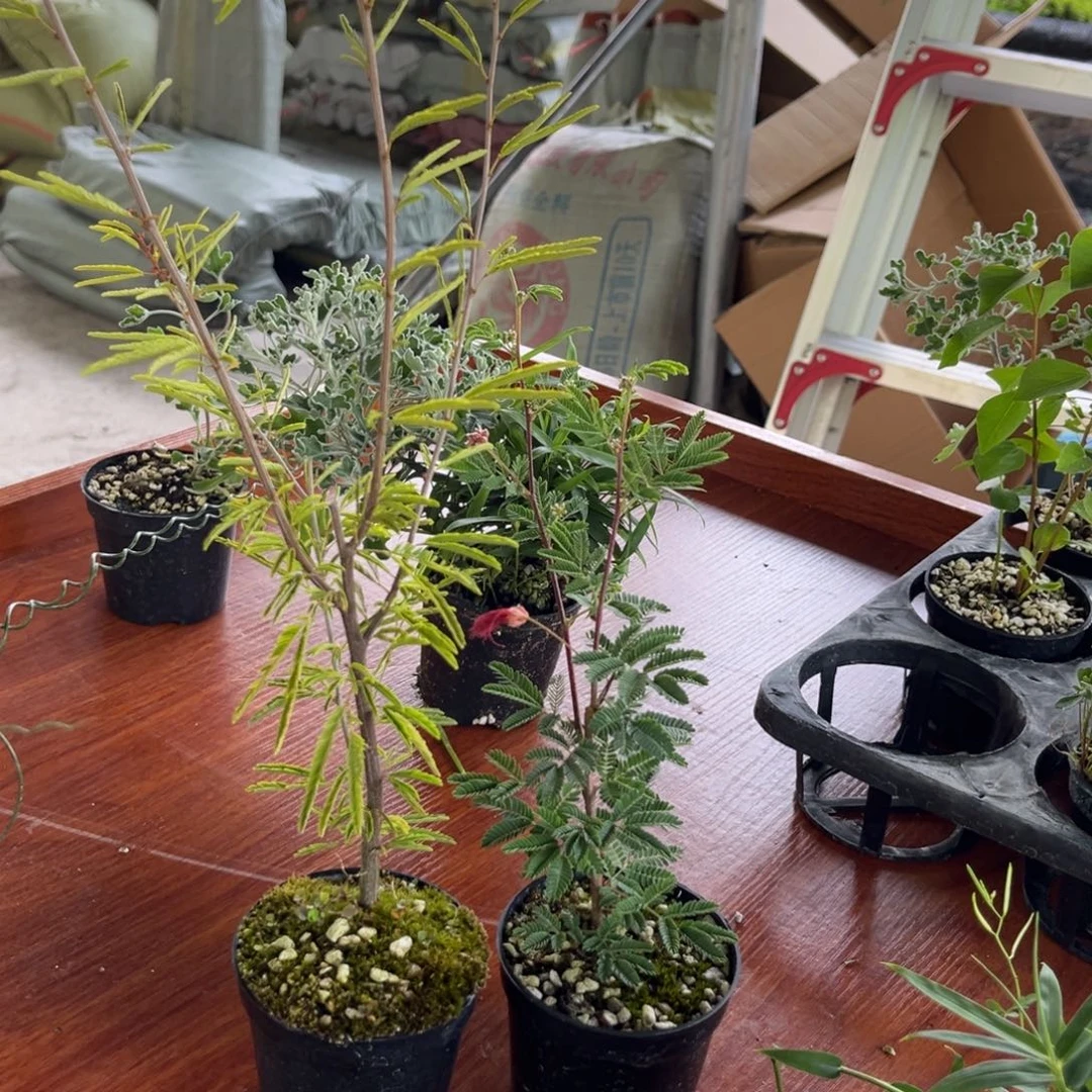 不开花植物萧*红合欢粉合欢