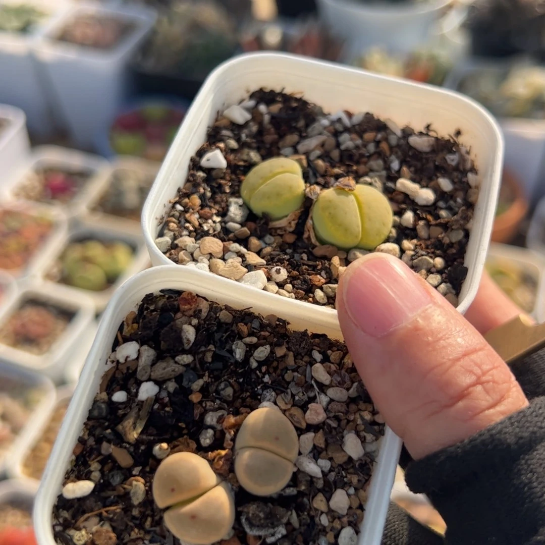 东****?一组母本组合多肉植物百科