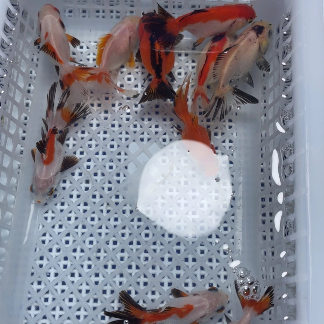 海水鱼花泰狮金鱼32