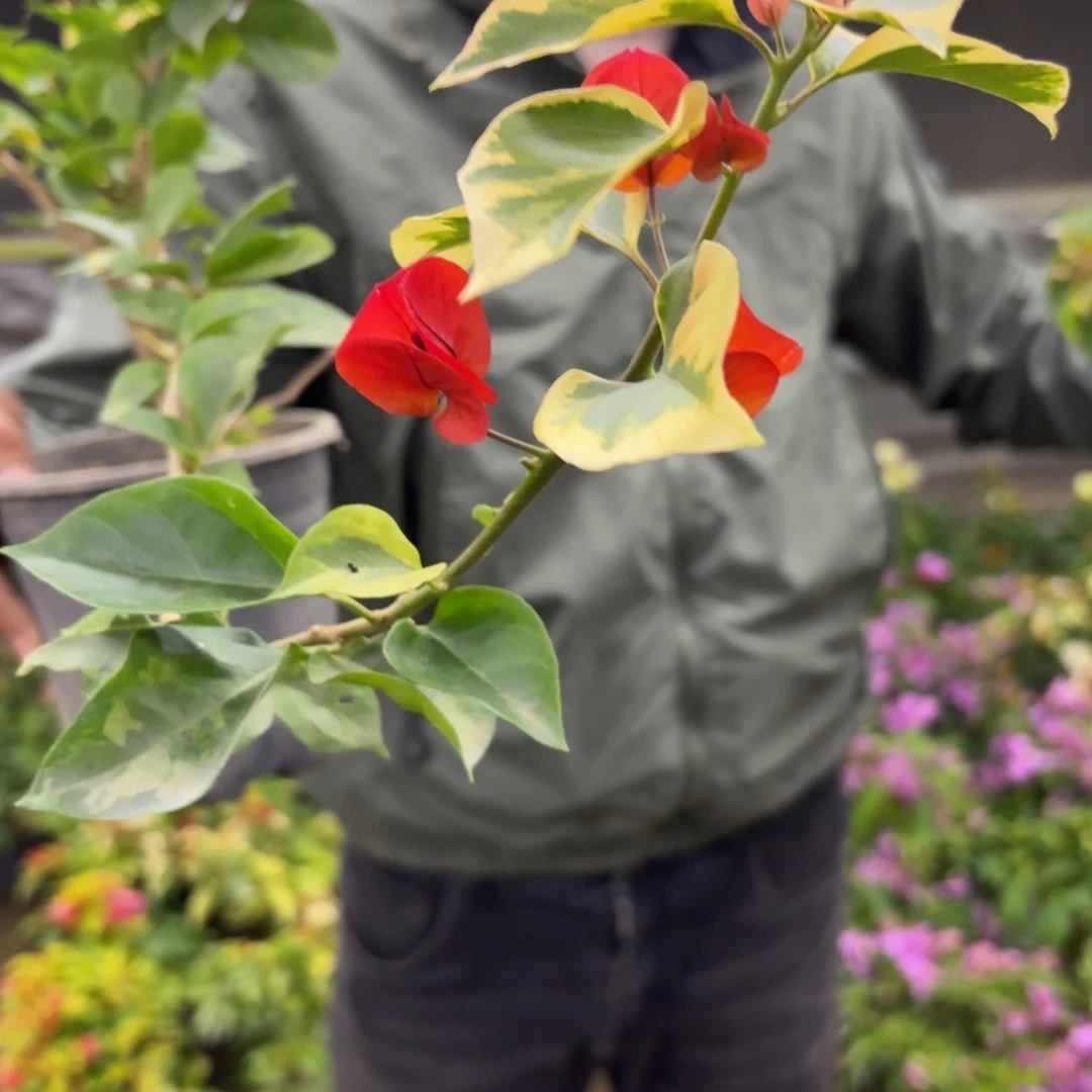 全部花苞（拉菲泰）三角梅会落花落叶会光杆苗有大有小
