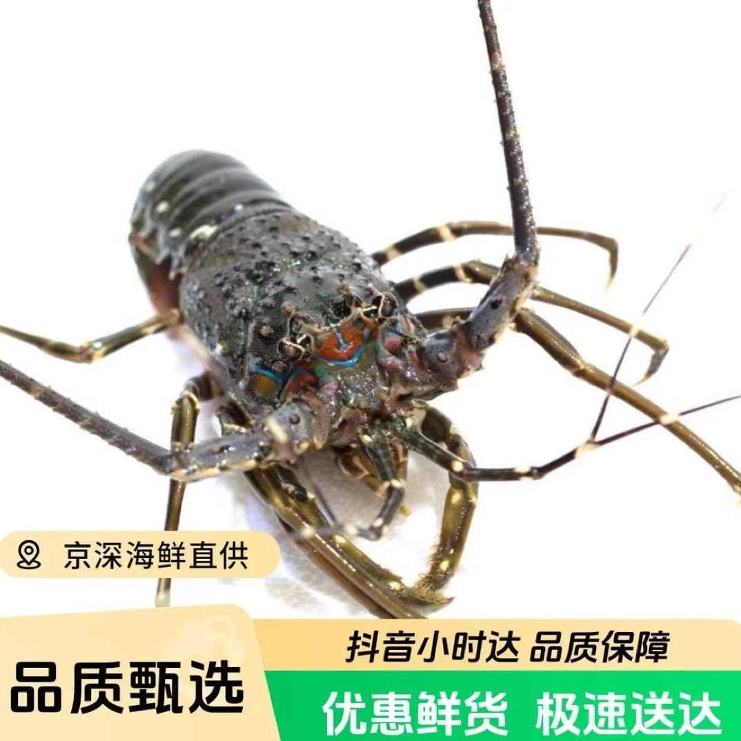 鲜活 小青龙 青龙仔(多规格可选)