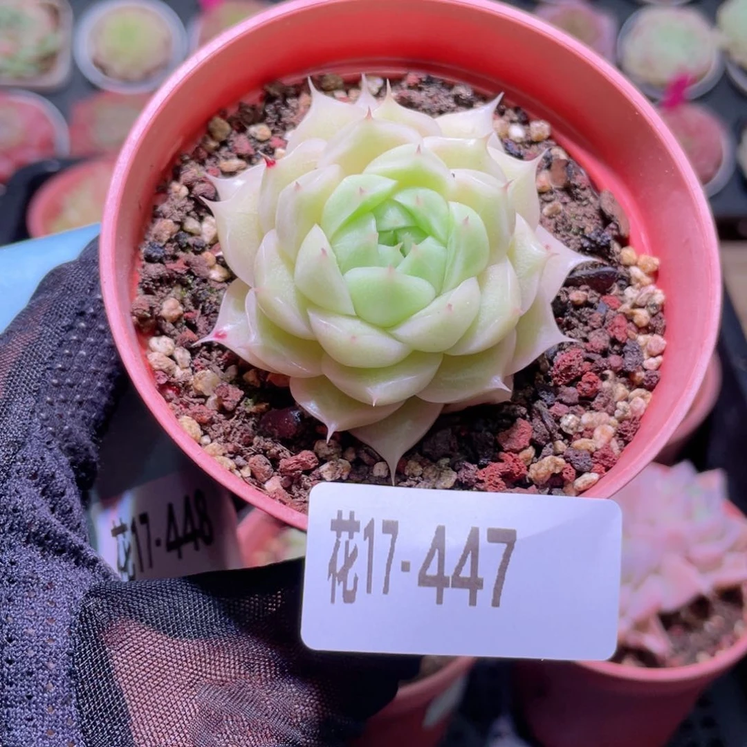 花利美17-447麦秆