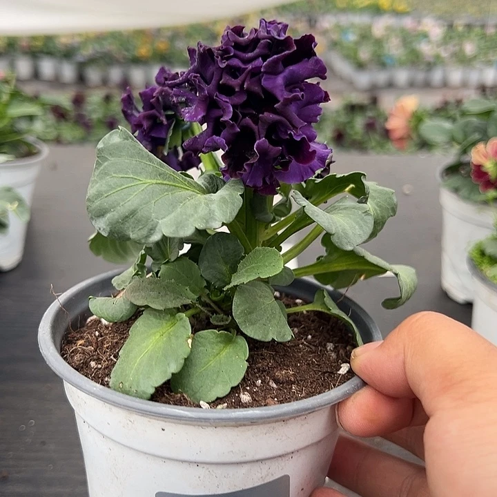 大部分花苞少量开放061号