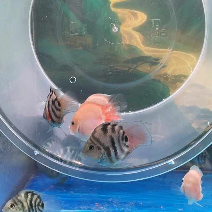 鹦鹉鱼胭脂粉摩卡