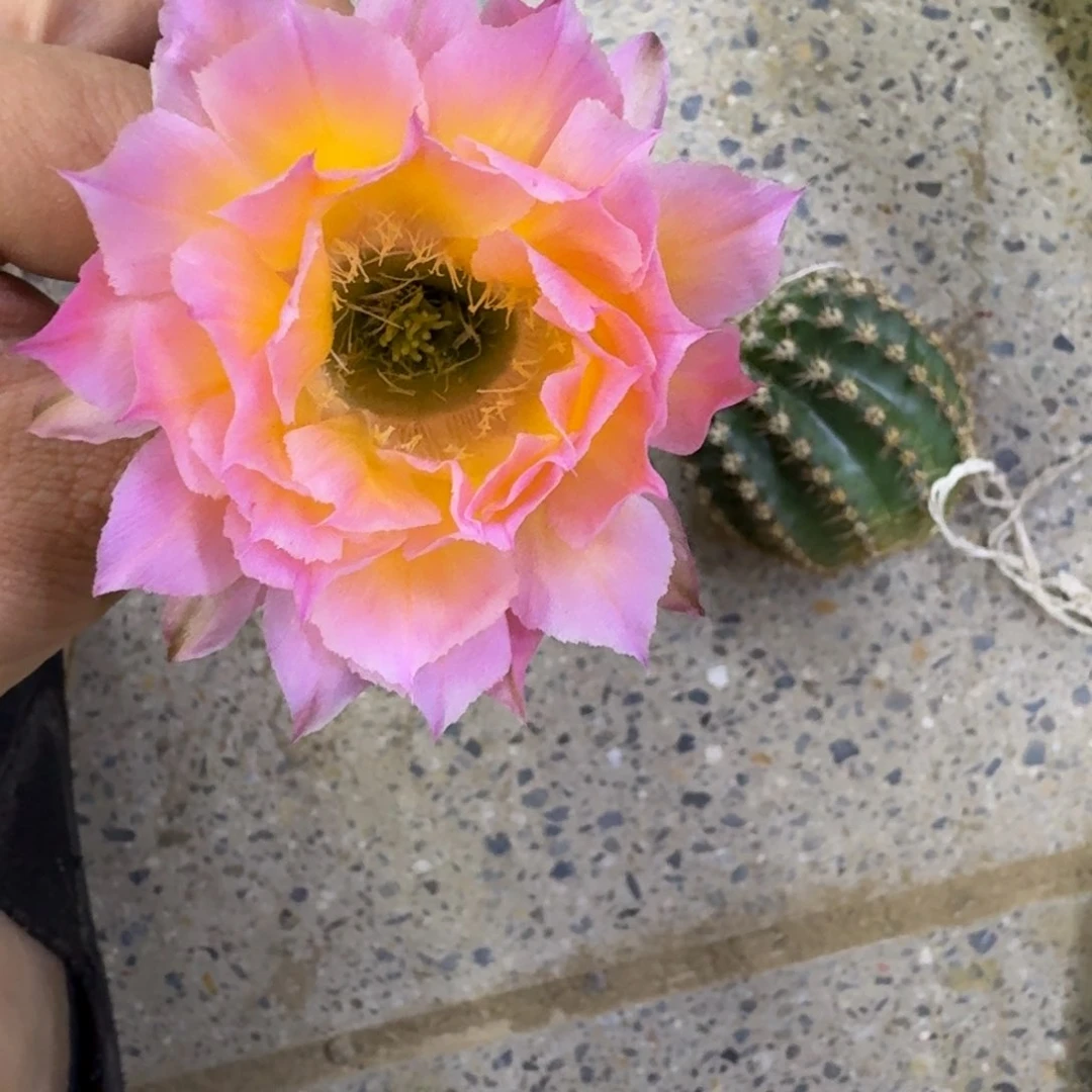 307彩草70歪无根侧牙4公分左右，20包邮