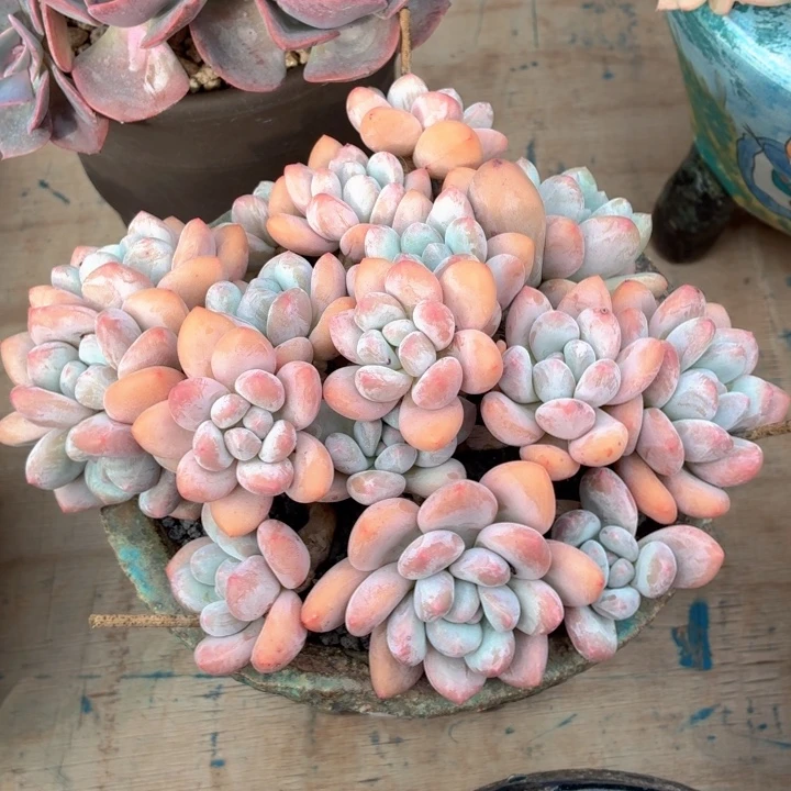 多肉植物 香水一物一拍-4