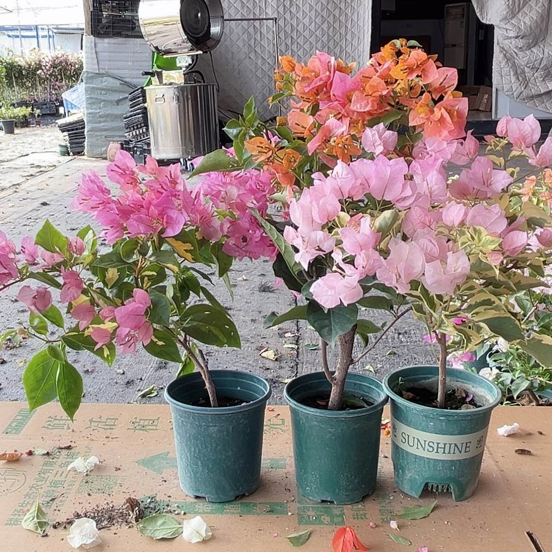 大部分花苞少量开放金心橙白，凤凰，中国丽人组合