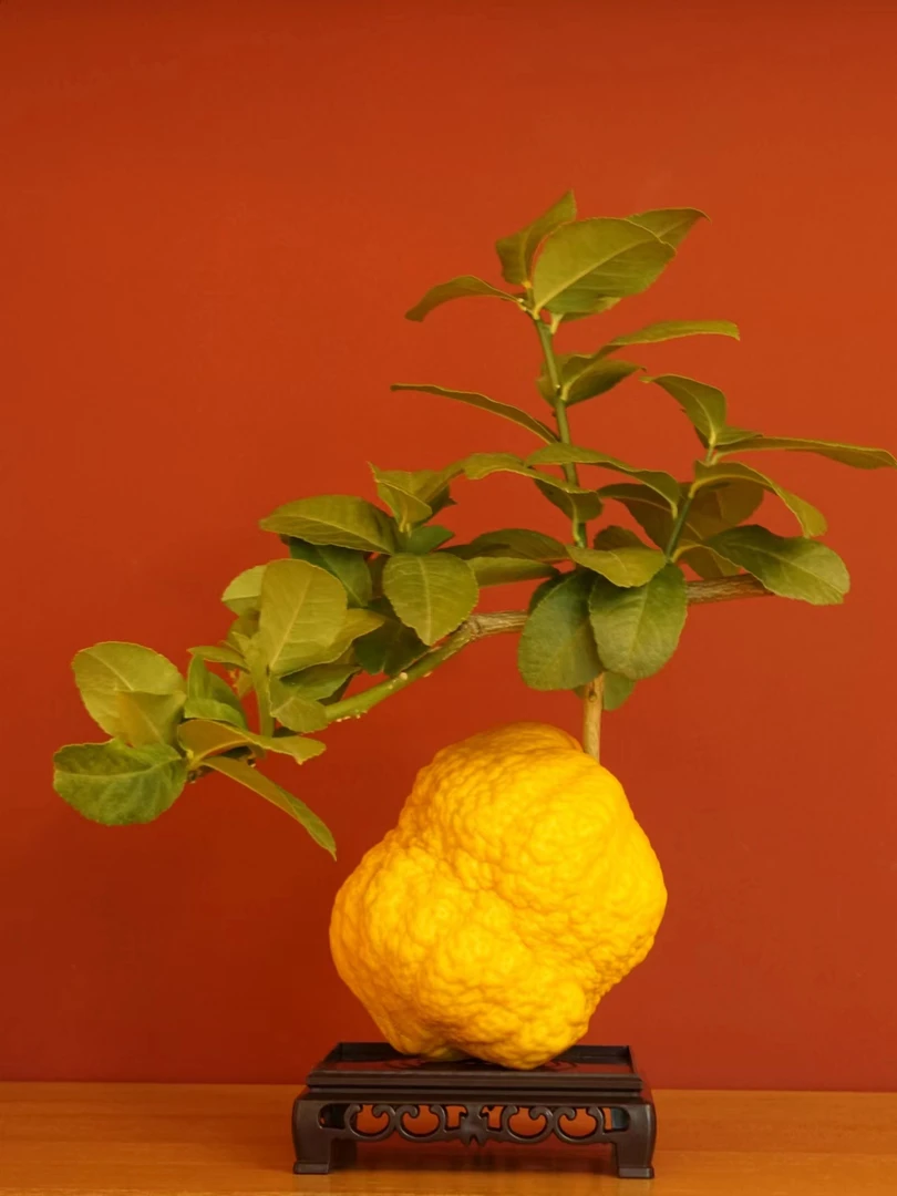 【香橼-三千花事】香甜美满团团圆圆云南鲜切花天然香薰摆放件礼品