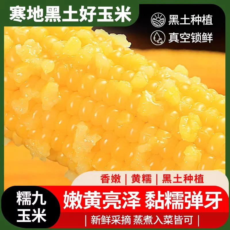 【买十送一共11根】东北头茬黄糯玉米营养粗粮代餐早餐可试吃两根